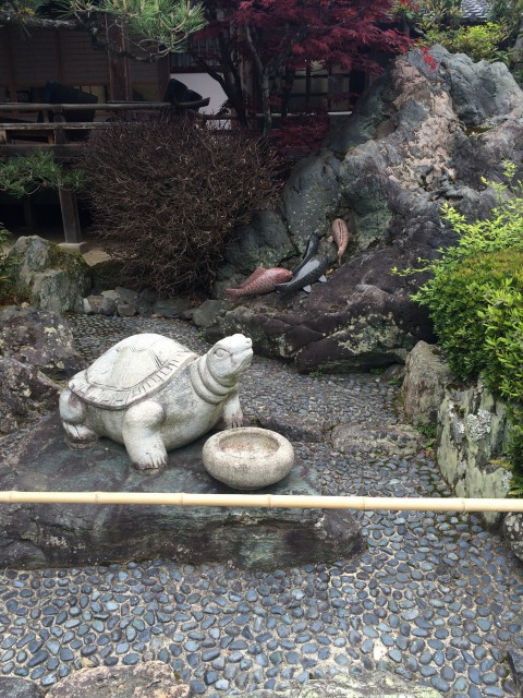 亀と鯉：なんでも松尾大社では松尾様の使いの者だそうです！！！