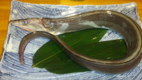 中国産 養殖されているので腹回りが太いです