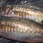 阿久根から来る魚　マルアジ