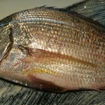 阿久根から来る魚　ヘダイ（白チン）